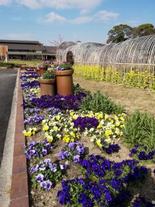 佐布里緑と花のふれあい公園、2月春の花、愛知県知多市の観光・撮影スポットの画像と写真