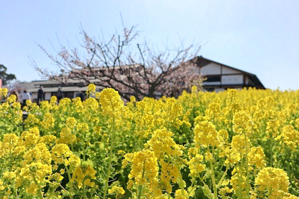 佐布里緑と花のふれあい公園、菜の花、2月春の花、愛知県知多市の観光・撮影スポットの画像と写真