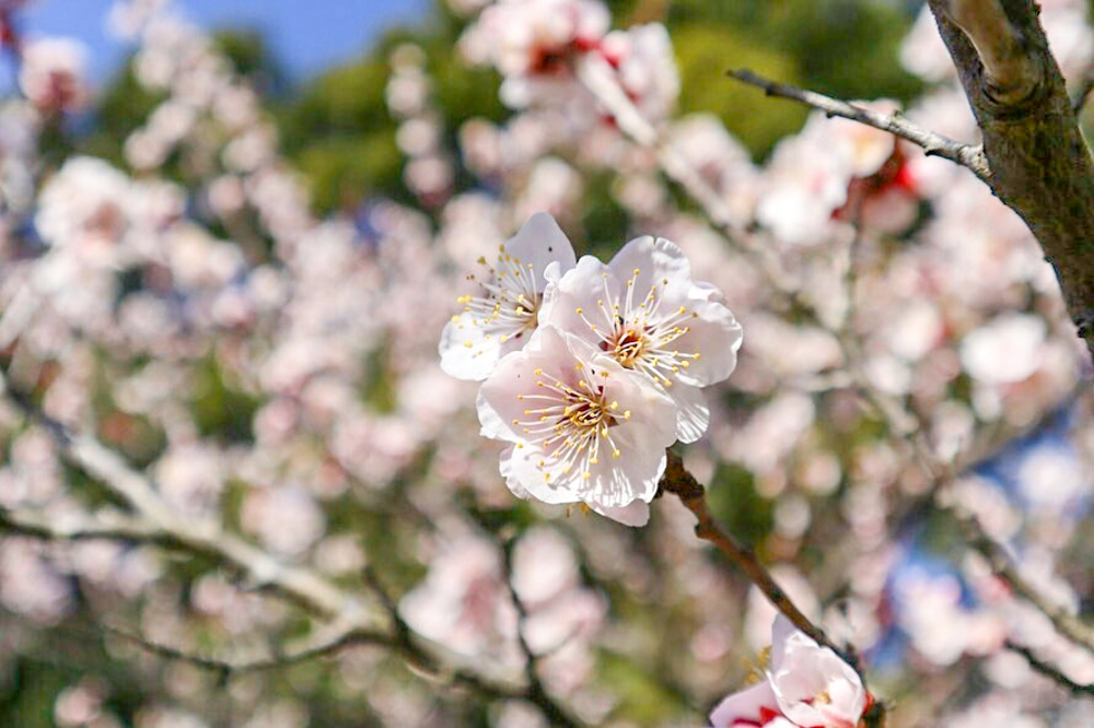 佐布里緑と花のふれあい公園、梅園、2月春の花、愛知県知多市の観光・撮影スポットの画像と写真佐布里緑と花のふれあい公園、梅園、2月春の花、愛知県知多市の観光・撮影スポットの画像と写真