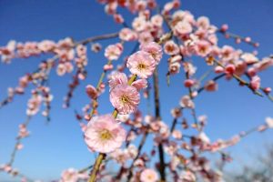 佐布里緑と花のふれあい公園、梅園、2月春の花、愛知県知多市の観光・撮影スポットの画像と写真