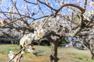 佐布里緑と花のふれあい公園、梅園、2月春の花、愛知県知多市の観光・撮影スポットの画像と写真