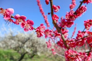 佐布里緑と花のふれあい公園、梅園、2月春の花、愛知県知多市の観光・撮影スポットの画像と写真