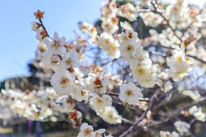 佐布里緑と花のふれあい公園、梅園、2月春の花、愛知県知多市の観光・撮影スポットの画像と写真