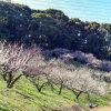 佐布里緑と花のふれあい公園、梅園、2月春の花、愛知県知多市の観光・撮影スポットの画像と写真