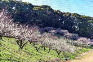 佐布里緑と花のふれあい公園、梅園、2月春の花、愛知県知多市の観光・撮影スポットの画像と写真