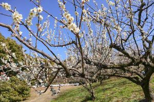 佐布里緑と花のふれあい公園、梅園、2月春の花、愛知県知多市の観光・撮影スポットの画像と写真