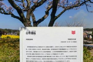 佐布里緑と花のふれあい公園、梅園、2月春の花、愛知県知多市の観光・撮影スポットの画像と写真