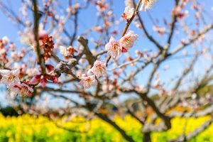 佐布里緑と花のふれあい公園、梅園、2月春の花、愛知県知多市の観光・撮影スポットの画像と写真