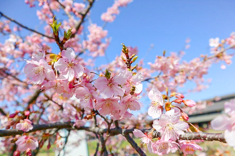 佐布里緑と花のふれあい公園、梅園、2月春の花、愛知県知多市の観光・撮影スポットの画像と写真