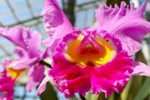 佐布里緑と花のふれあい公園、温室、2月春の花、愛知県知多市の観光・撮影スポットの画像と写真