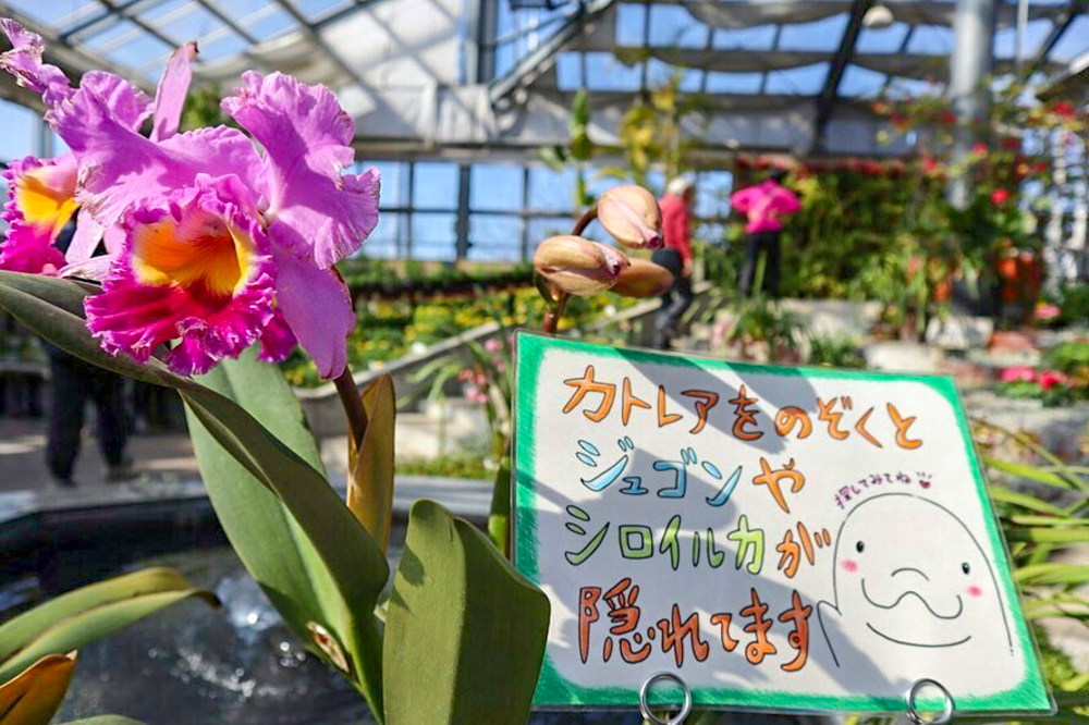 佐布里緑と花のふれあい公園、温室、2月春の花、愛知県知多市の観光・撮影スポットの画像と写真