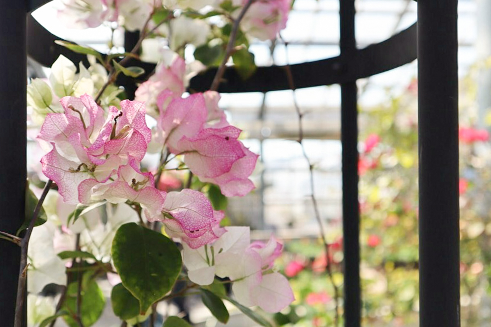 佐布里緑と花のふれあい公園、温室、2月春の花、愛知県知多市の観光・撮影スポットの画像と写真
