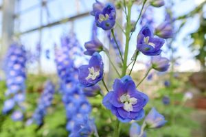 佐布里緑と花のふれあい公園、温室、2月春の花、愛知県知多市の観光・撮影スポットの画像と写真