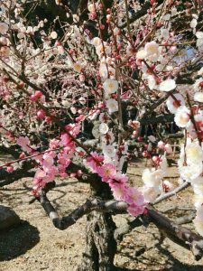 菅原神社、しだれ梅、2月春の花、三重県鈴鹿市の観光・撮影スポットの画像と写真