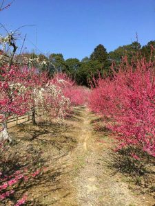 菅原神社、しだれ梅、2月春の花、三重県鈴鹿市の観光・撮影スポットの画像と写真