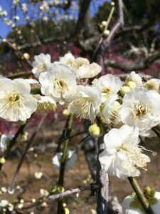 菅原神社、しだれ梅、2月春の花、三重県鈴鹿市の観光・撮影スポットの画像と写真