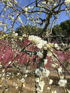菅原神社、しだれ梅、2月春の花、三重県鈴鹿市の観光・撮影スポットの画像と写真