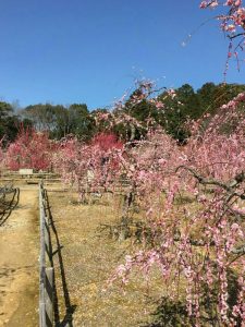 菅原神社、しだれ梅、2月春の花、三重県鈴鹿市の観光・撮影スポットの画像と写真