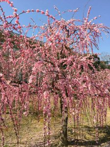 菅原神社、しだれ梅、2月春の花、三重県鈴鹿市の観光・撮影スポットの画像と写真