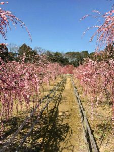 菅原神社、しだれ梅、2月春の花、三重県鈴鹿市の観光・撮影スポットの画像と写真
