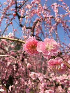 菅原神社、しだれ梅、2月春の花、三重県鈴鹿市の観光・撮影スポットの画像と写真
