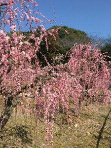 菅原神社、しだれ梅、2月春の花、三重県鈴鹿市の観光・撮影スポットの画像と写真
