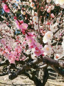 菅原神社、しだれ梅、2月春の花、三重県鈴鹿市の観光・撮影スポットの画像と写真
