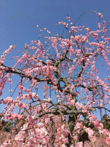 菅原神社、しだれ梅、2月春の花、三重県鈴鹿市の観光・撮影スポットの画像と写真