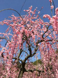菅原神社、しだれ梅、2月春の花、三重県鈴鹿市の観光・撮影スポットの画像と写真