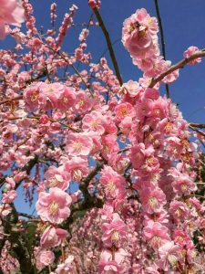 菅原神社、しだれ梅、2月春の花、三重県鈴鹿市の観光・撮影スポットの画像と写真