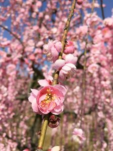 菅原神社、しだれ梅、2月春の花、三重県鈴鹿市の観光・撮影スポットの画像と写真