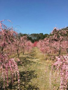 菅原神社、しだれ梅、2月春の花、三重県鈴鹿市の観光・撮影スポットの画像と写真