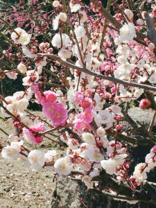 菅原神社、しだれ梅、2月春の花、三重県鈴鹿市の観光・撮影スポットの画像と写真菅原神社、しだれ梅、2月春の花、三重県鈴鹿市の観光・撮影スポットの画像と写真