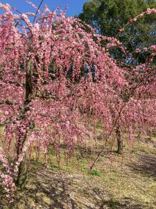 菅原神社、しだれ梅、2月春の花、三重県鈴鹿市の観光・撮影スポットの画像と写真