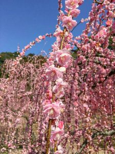 菅原神社、しだれ梅、2月春の花、三重県鈴鹿市の観光・撮影スポットの画像と写真