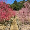 菅原神社、しだれ梅、2月春の花、三重県鈴鹿市の観光・撮影スポットの画像と写真