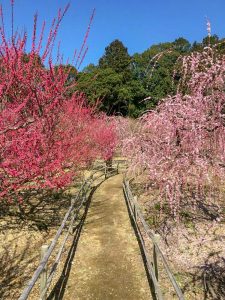 菅原神社、しだれ梅、2月春の花、三重県鈴鹿市の観光・撮影スポットの画像と写真