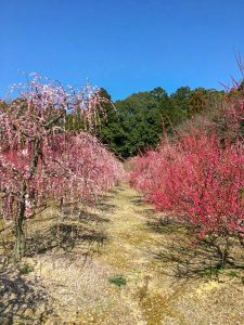 菅原神社、しだれ梅、2月春の花、三重県鈴鹿市の観光・撮影スポットの画像と写真