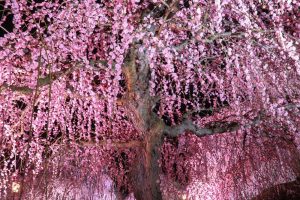 鈴鹿の森庭園、しだれ梅、3月春の花、三重県鈴鹿市の観光・撮影スポットの名所