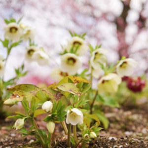 鈴鹿の森庭園、クリスマスローズ、3月春の花、三重県鈴鹿市の観光・撮影スポットの名所