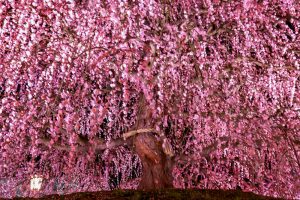 鈴鹿の森庭園、しだれ梅、3月春の花、三重県鈴鹿市の観光・撮影スポットの名所