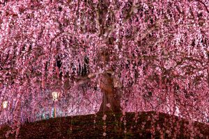 鈴鹿の森庭園、しだれ梅、3月春の花、三重県鈴鹿市の観光・撮影スポットの名所