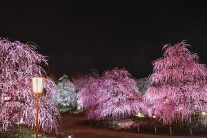 鈴鹿の森庭園、しだれ梅、3月春の花、三重県鈴鹿市の観光・撮影スポットの名所