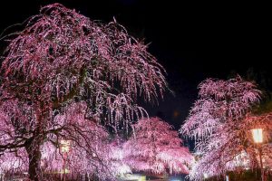 鈴鹿の森庭園、しだれ梅、3月春の花、三重県鈴鹿市の観光・撮影スポットの名所