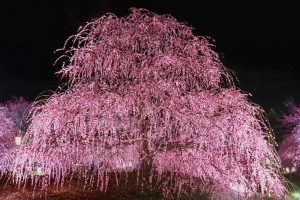 鈴鹿の森庭園、しだれ梅、3月春の花、三重県鈴鹿市の観光・撮影スポットの名所