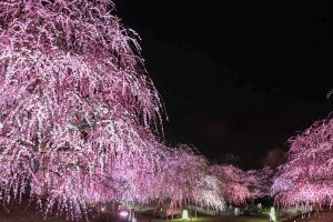 鈴鹿の森庭園、しだれ梅、3月春の花、三重県鈴鹿市の観光・撮影スポットの名所