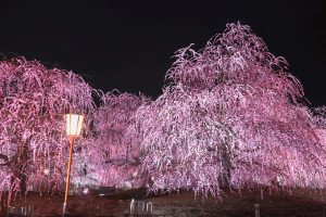 鈴鹿の森庭園、しだれ梅、3月春の花、三重県鈴鹿市の観光・撮影スポットの名所