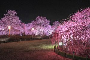 鈴鹿の森庭園、しだれ梅、3月春の花、三重県鈴鹿市の観光・撮影スポットの名所