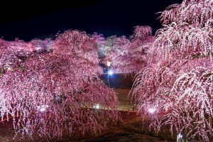 鈴鹿の森庭園、しだれ梅、3月春の花、三重県鈴鹿市の観光・撮影スポットの名所