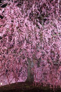 鈴鹿の森庭園、しだれ梅、3月春の花、三重県鈴鹿市の観光・撮影スポットの名所